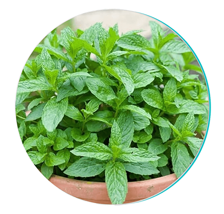 Peppermint ingredient in Biodentex