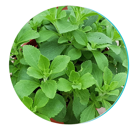 Stevia leaf ingredient in Biodentex